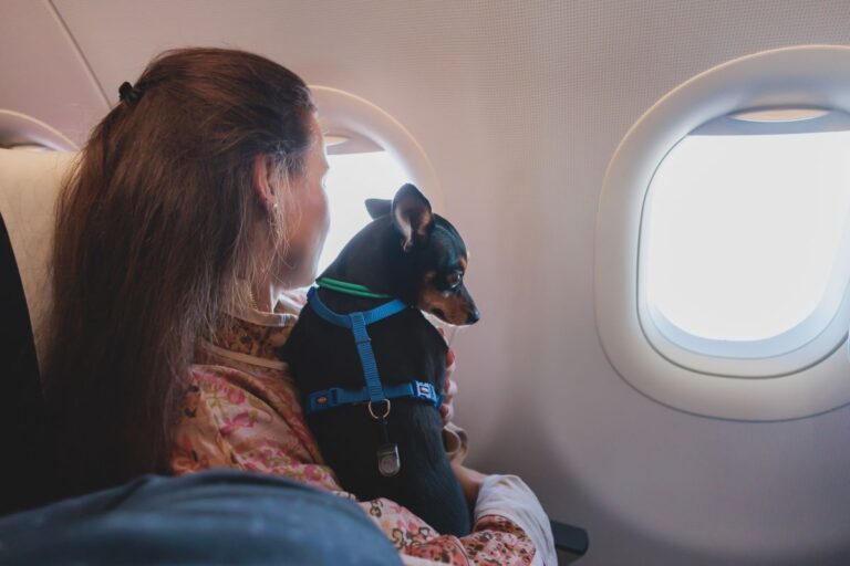 kleiner hund auf dem schoss einer passagierin im flugzeug