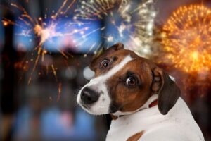 hund der rasse jack russell schaut ängstlich über seine schulter weg vom feuerwerk