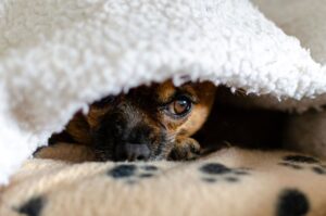 hund versteckt sich unter decke