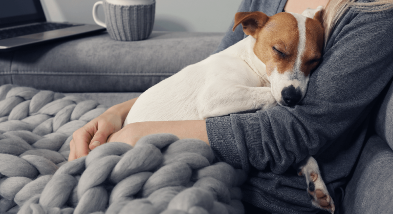 hund kuschelt sich bei frauchen auf dem schoß in eine dicke decke ein